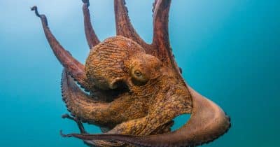 Kraken’s FIFA World Cup sponsorship gets a massive audience as Egypt stuns Argentina in knockout round