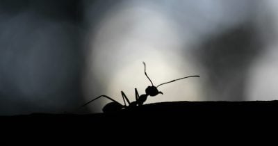Ant Group’s quarterly profit plunges 91% amid aggressive AI spending spree