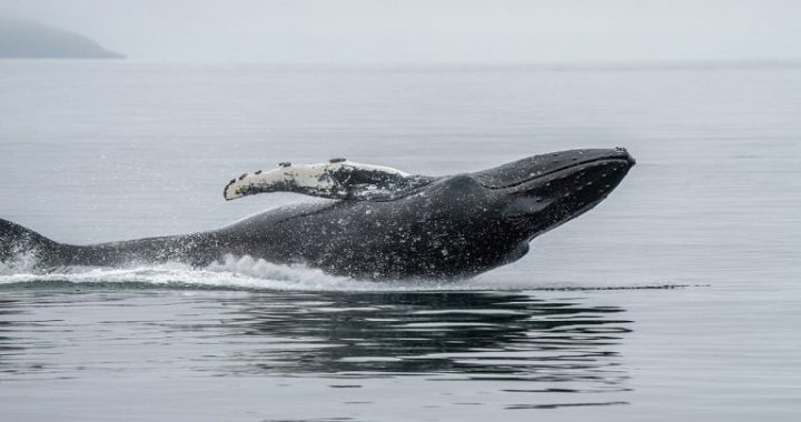 Ethereum Whale Capitulates After 3 Years, Losses Top $19 Million