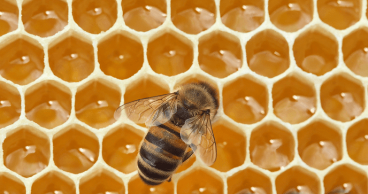 In 1984, NASA Sent 3,301 Bees to Space and They Built Comb in Seven Days