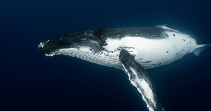 Satoshi-Era Bitcoin Whale Awakens, Moves $48M in Vintage BTC