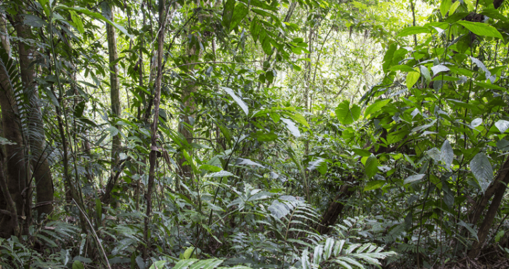 Sixteen Years After 12,000 Tons of Orange Peels, a Costa Rica Forest Grew Back