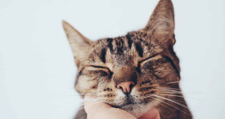 Your Cat’s Unique Vocalization May Mimic the Sound of an Infants Cry