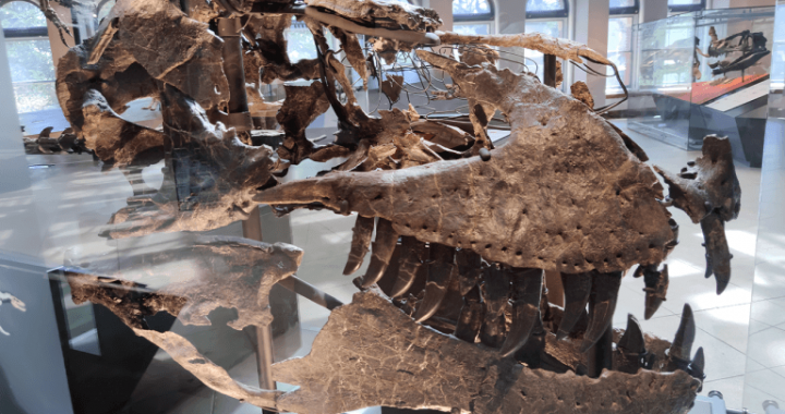 A 66-Million-Year-Old Tooth Shows T. Rex Ran Almost as Warm as a Human Body