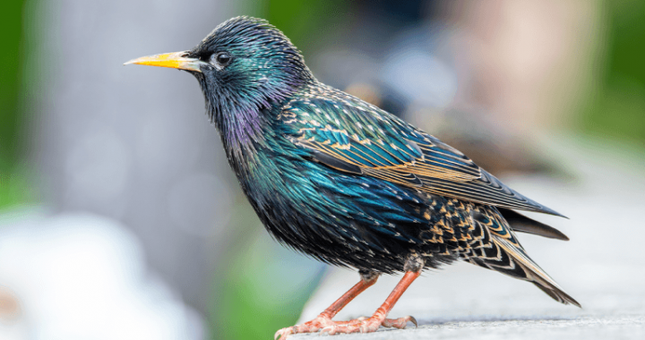 Birds Across Europe Flee Sooner When a Woman Approaches Than a Man, and Scientists Have No Idea Why