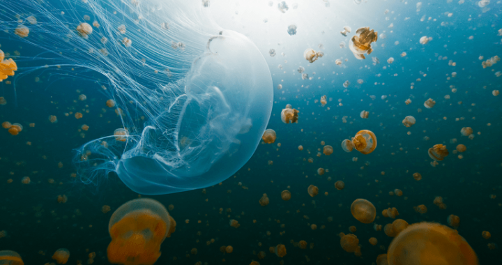 NASA Sent Thousands of Jellyfish to Space in 1991. The Babies Born Up There Couldn’t Handle Earth