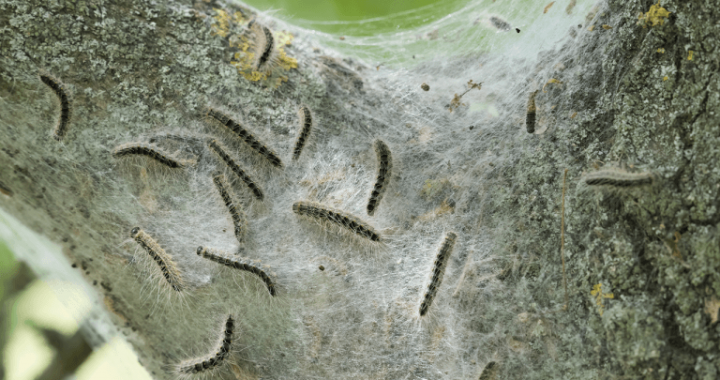 Oak Trees Have a Sneaky Trick to Starve the Caterpillars Eating Them