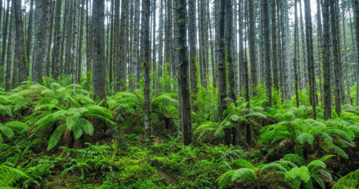 Scientists Stumbled Back Onto a Forest Experiment Abandoned for 30 Years, and the Results Stunned Them